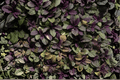Ajuga reptans ‘Burgundy Glow’ - Burgundy Glow Carpet Bugle, 4-Inch Live Plant