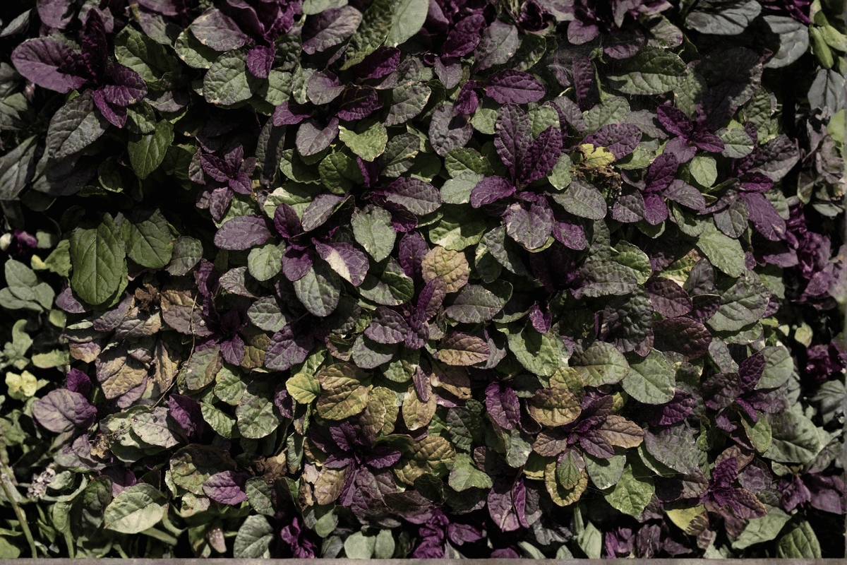 Ajuga reptans ‘Burgundy Glow’ - Burgundy Glow Carpet Bugle, 4-Inch Live Plant
