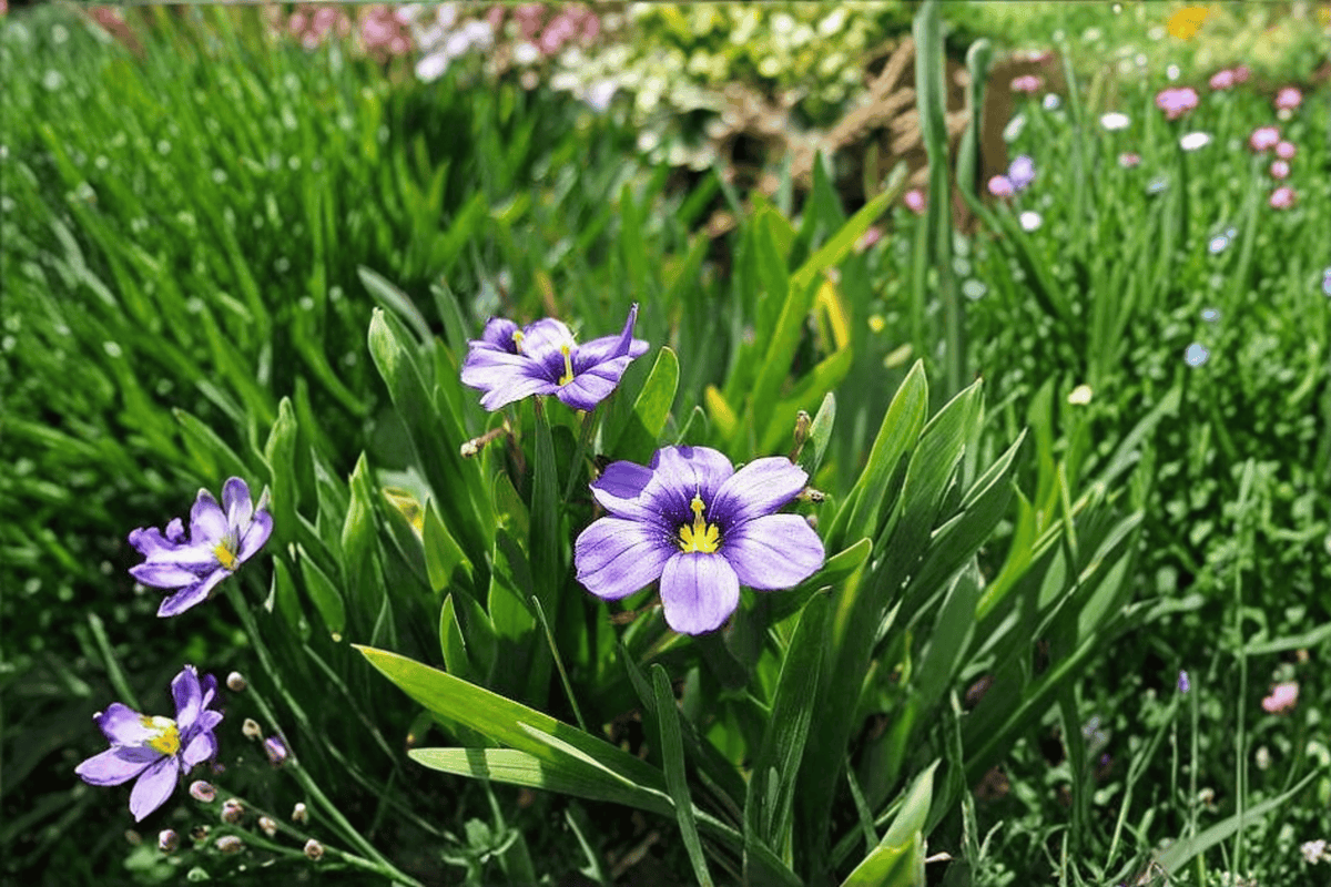 Rocky Point Blue-Eyed Grass - Sisyrinchium bellum ‘Rocky Point’ | 1 Live Plant in 4-Inch Pot