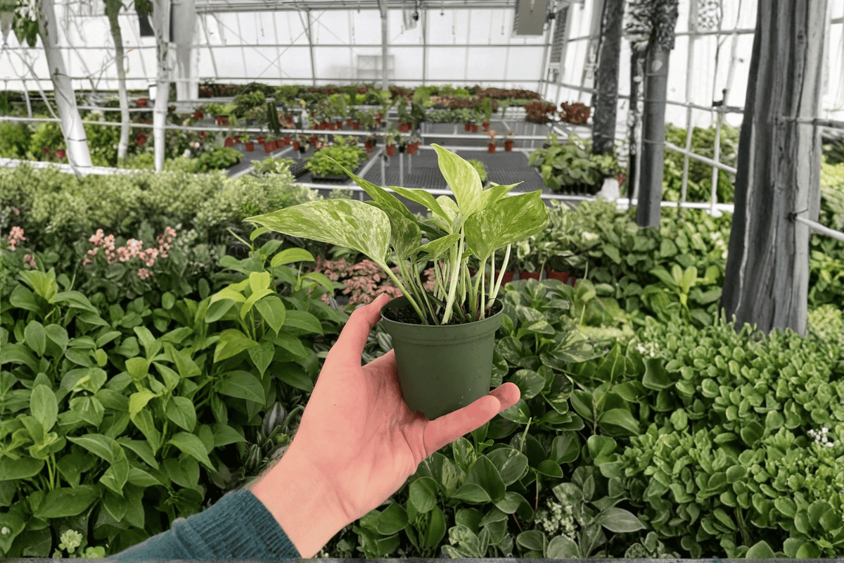 Marble Queen Pothos 2 Live Plants in 4-Inch Pots | Epipremnum aureum 'Marble Queen'