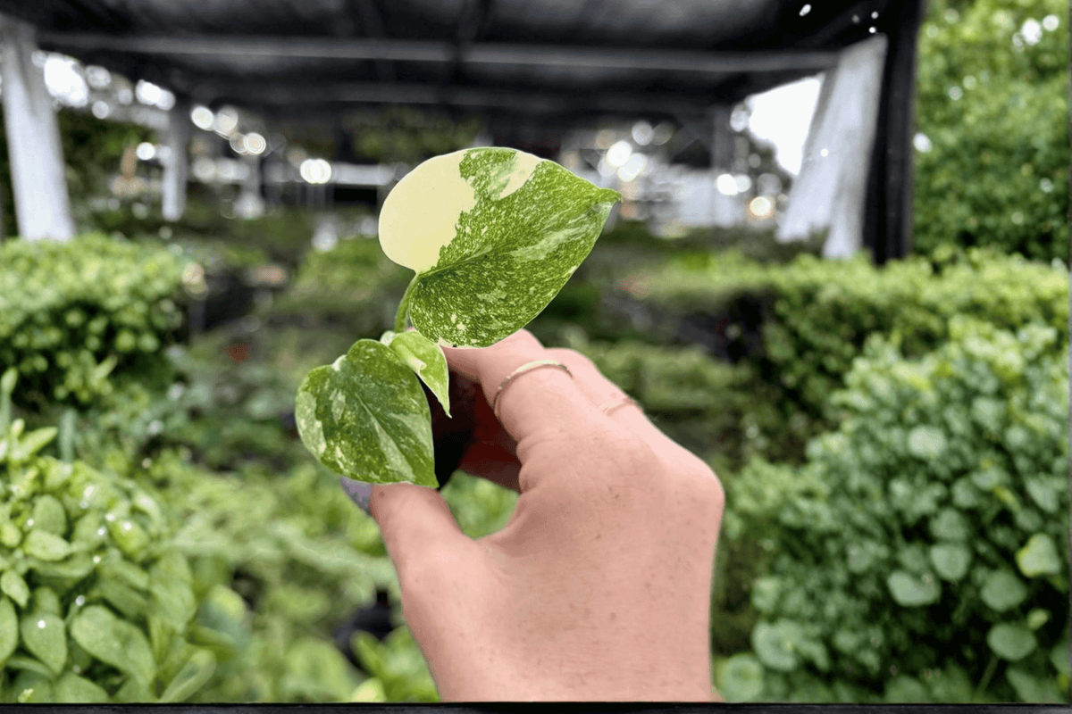 Monstera deliciosa 'Cream Cheese' Starter Plants - 2 Exact Live Plants in Propagation Plugs