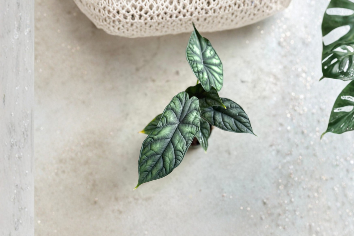 Alocasia Dragon Scale Live Plant - Rooted Starter Plant (Dragon Scale Foliage)