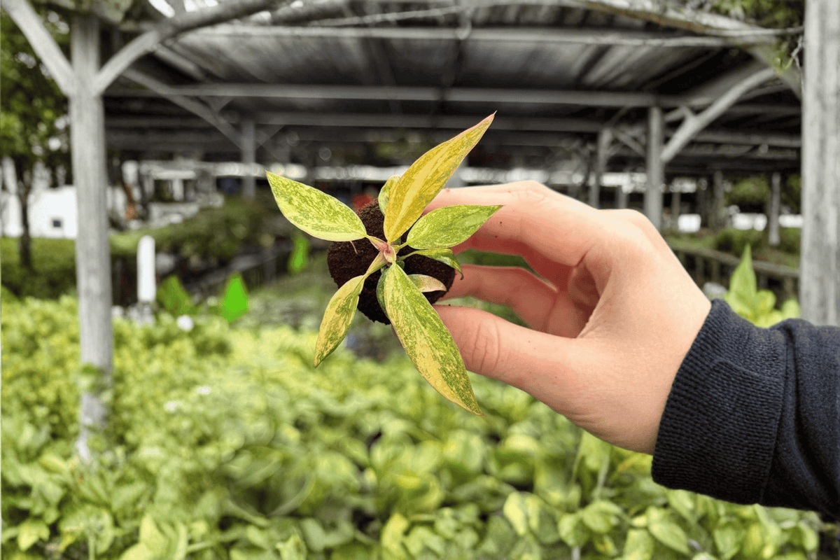 Philodendron Orange Princess Starter Plants (2) – Exact Live Plants in Plug Form