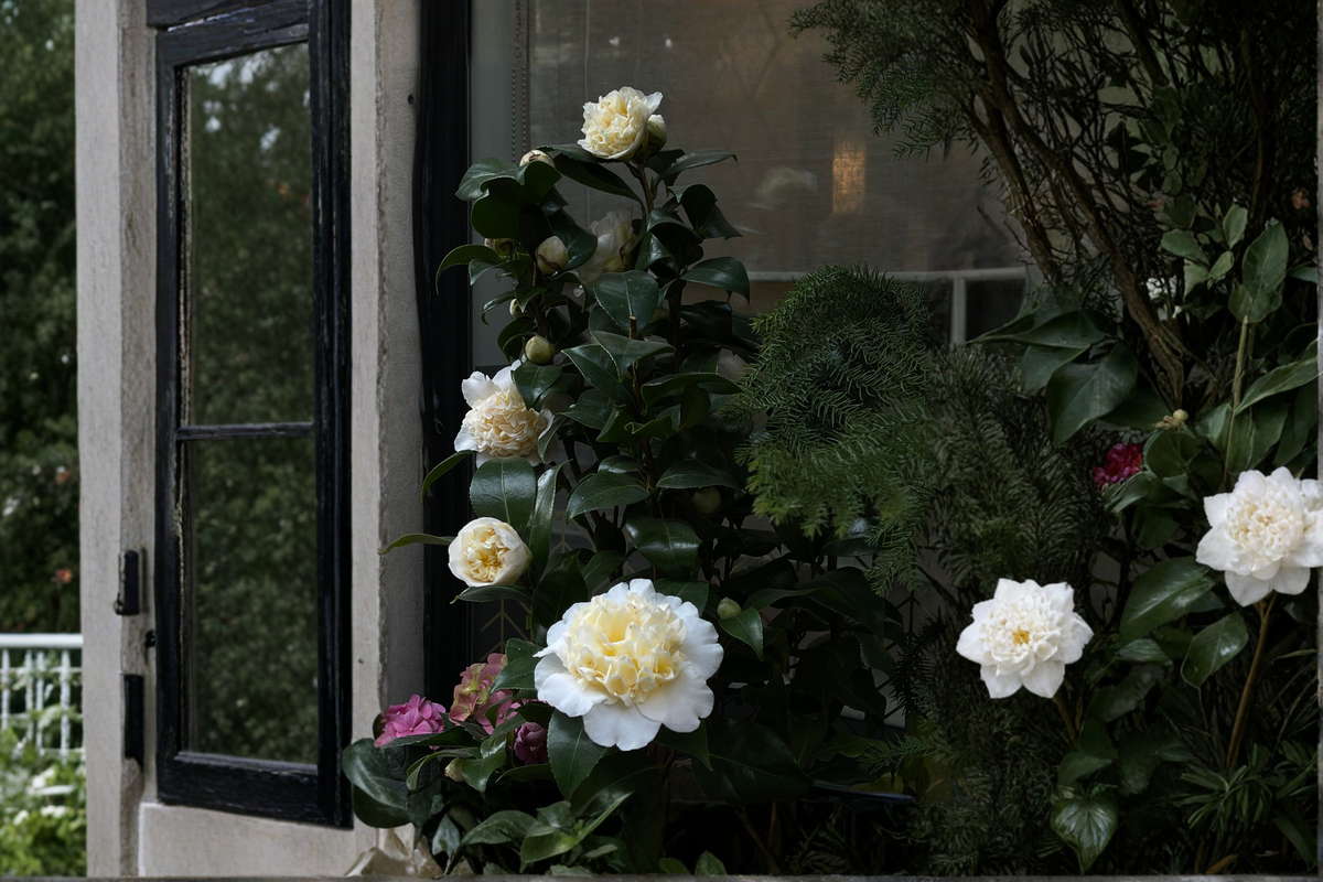 Jury's Yellow Camellia Japonica Starter Plant - Well-Rooted In Pot