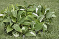 Philodendron White Princess - Variegated Starter Live Plant in 2-Inch Pot
