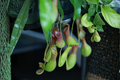 5 Live Carnivorous Plants Assortment in 2-Inch Pots | Starter Plants