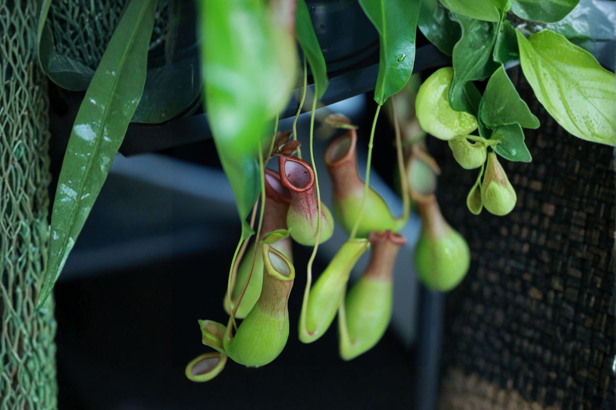 5 Live Carnivorous Plants Assortment in 2-Inch Pots | Starter Plants