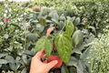 Anthurium Papi × Gunayala - 2 Bare Root Live Plants, 4-Inch Pot Size (Exact Plants pictured)
