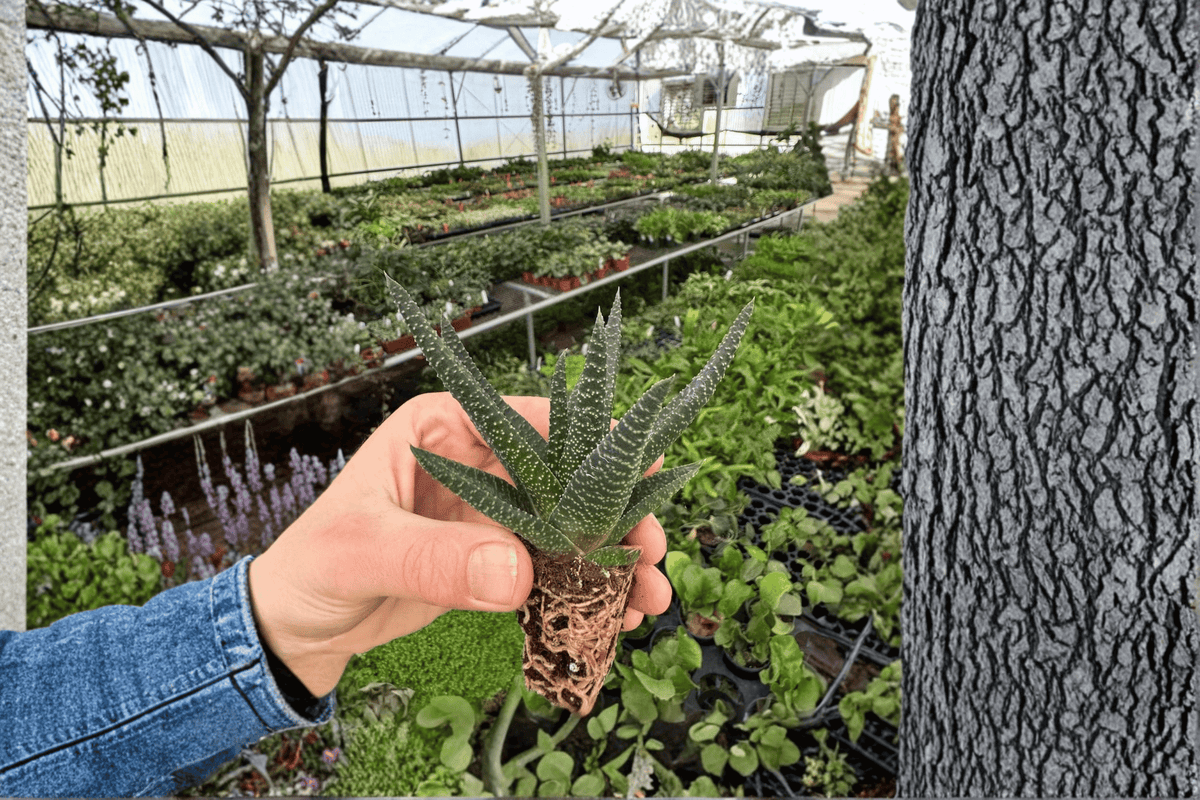 Haworthia Royal Highness Starter Plants (2) Bare Root
