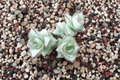 String of Buttons Crassula perforata ‘Major’ – 4-Inch Live Plant