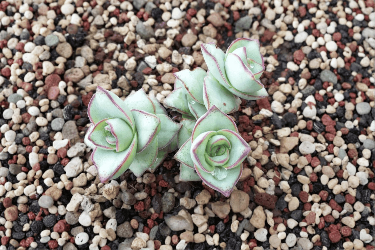 String of Buttons Crassula perforata ‘Major’ – 4-Inch Live Plant