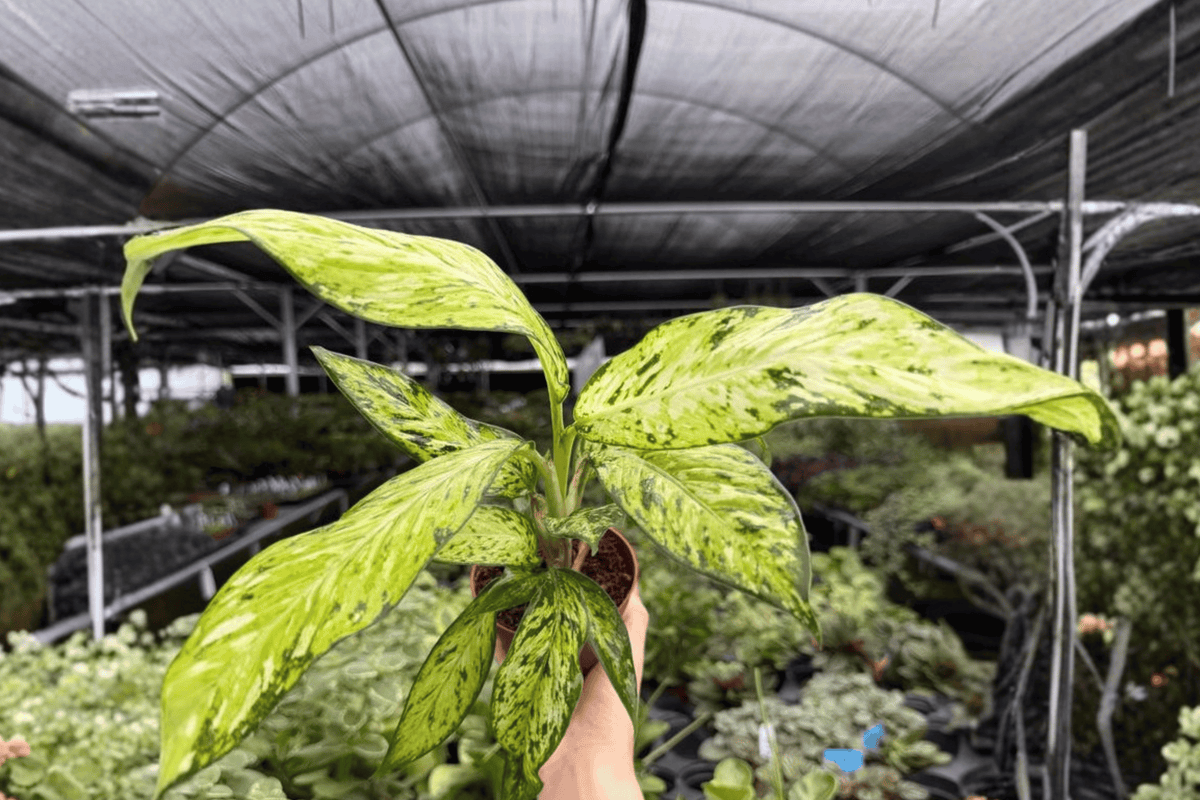 Dieffenbachia Starbright – 2 Exact Live Plants in 4-Inch Pots