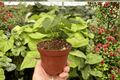 Anthurium Xone × Goliath Live Plants — 2 Potted 4-Inch Plants
