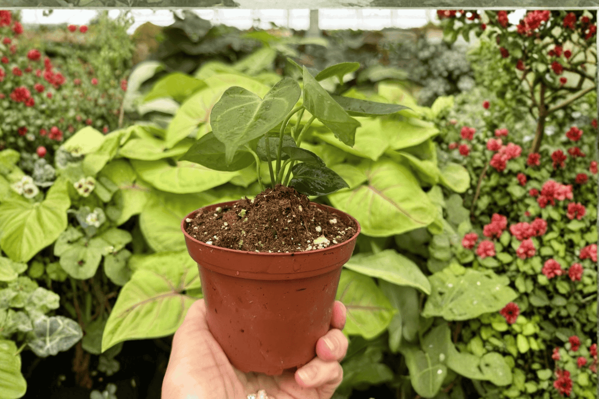 Anthurium Xone × Goliath Live Plants — 2 Potted 4-Inch Plants