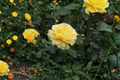 Sunsprite Rose Bush 3 Gallon - Deep Yellow Floribunda Flowering Shrub