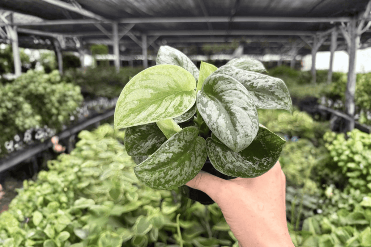 Scindapsus Silver Satin (Scindapsus pictus) 2-Pack in 4-Inch Pots – Exact Plants