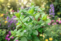 Julep Mint Live Plant - Rooted Mint Herb, 4–6 Inches, Shipped Without Pot
