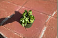 Hoya Compacta Variegated Hindu Rope Hoya — 4 Inch Grower Pot, Rooted Starter Plant
