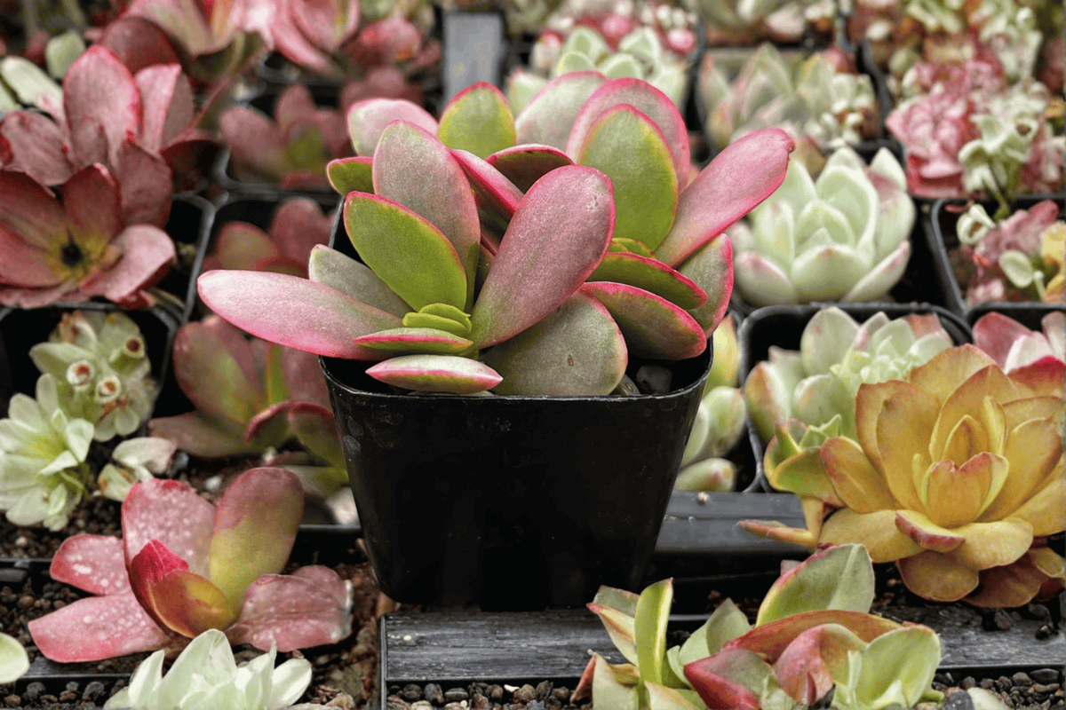 Pink Jade Succulent Crassula platyphylla - 3.5-Inch Pot, 1 Live Plant