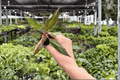 Philodendron erubescens Pink Princess Galaxy Starter Plants - 2 in Propagation Plugs