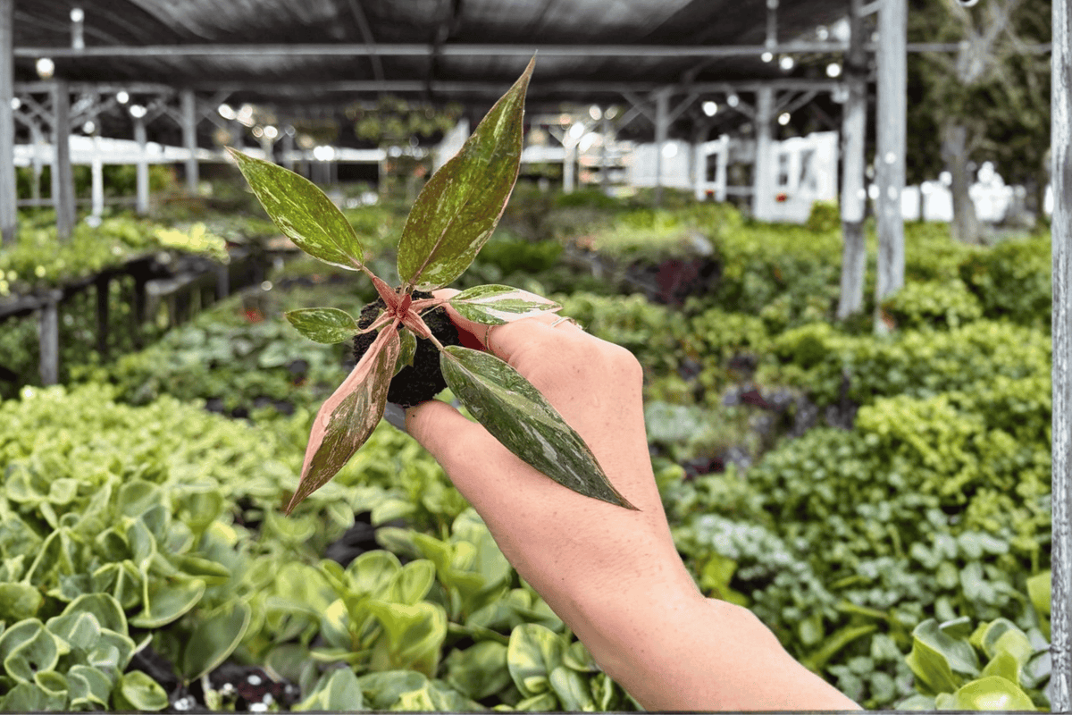 Philodendron erubescens Pink Princess Galaxy Starter Plants - 2 in Propagation Plugs