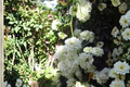 White Lady Banks Climbing Rose Rosa banksiae 'Alba Plena' - 3 Gallon Live Plant