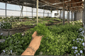 White Rabbit Foot Fern Starter Plants (2) Bare Root | Humata tyermannii
