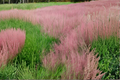 Pink Muhly Grass Starter Plant | Muhlenbergia capillaris 4–6 Inches Tall (Live)