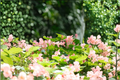 Torch Pink Angel Wing Begonia Live Plant 10–12" Tall in 4" Pot
