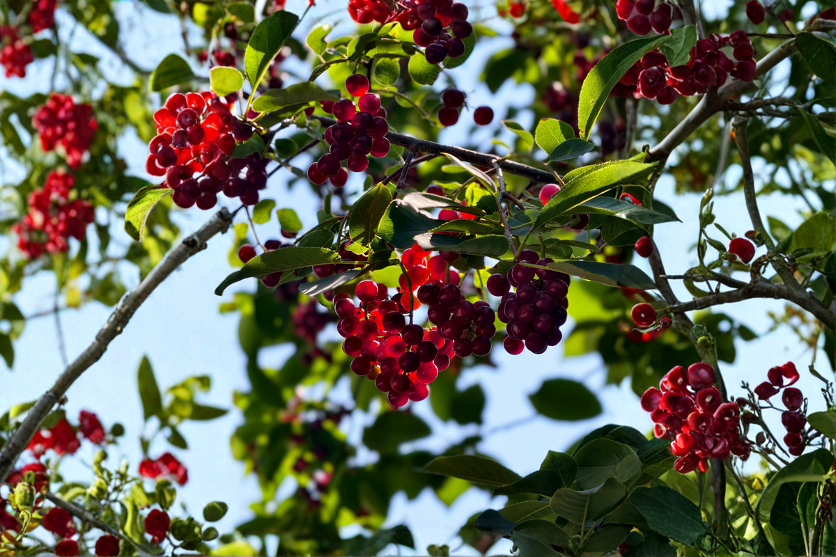 Nanking Bush Cherry Prunus tomentosa 'Nanking' Live Plant – 24+ Inches