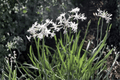 Emerisa White Society Garlic Live Plant | Tulbaghia violacea 'Emerisa White' in 4-Inch Pot