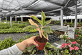 Aglaonema Ploy Champoo Live Plants – 2 in 4-Inch Pots
