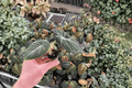 Alocasia Black Velvet Reginula XL Starter Plants (2) – Bare Root Live Aroid