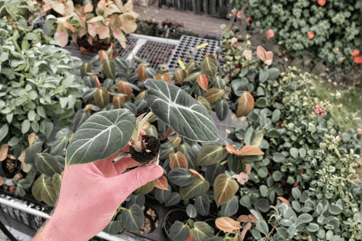 Alocasia Black Velvet Reginula XL Starter Plants (2) – Bare Root Live Aroid