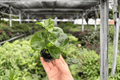 Philodendron Super Atom Starter Plants (2) – Bare Root, 2-Inch Pots