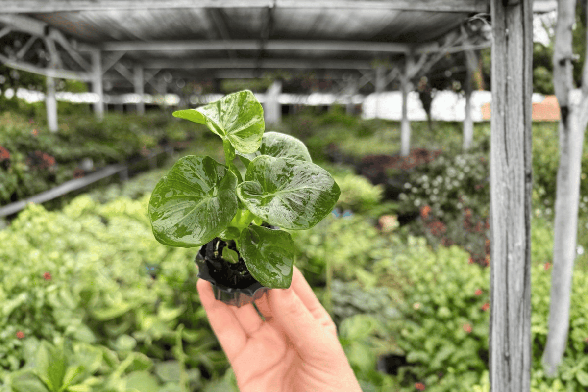 Philodendron Super Atom Starter Plants (2) – Bare Root, 2-Inch Pots