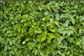 Vietnamese Water Celery (Oenanthe javanica) Live Aquatic Plants – 3–5 Starter Plants