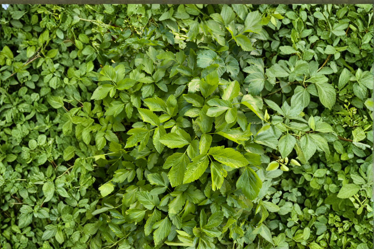 Vietnamese Water Celery (Oenanthe javanica) Live Aquatic Plants – 3–5 Starter Plants