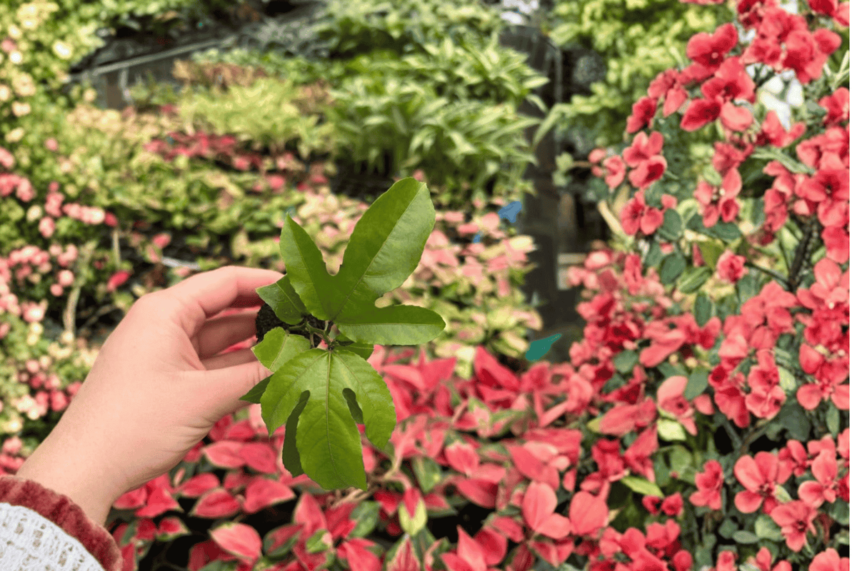 Passiflora Panama Red Starter Plants - 2 Live Plants in Soil Pods