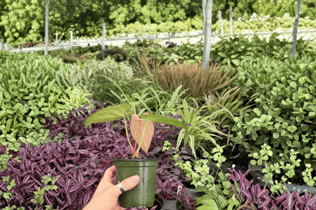 Anthurium Goliath × AOS - 2 Bare Root Live Plants, 4-Inch (Exact Plants Pictured)
