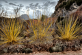Winter Lightning Boxelder (Acer negundo) 4" Pot – Variegated Yellow-Green Foliage Tree