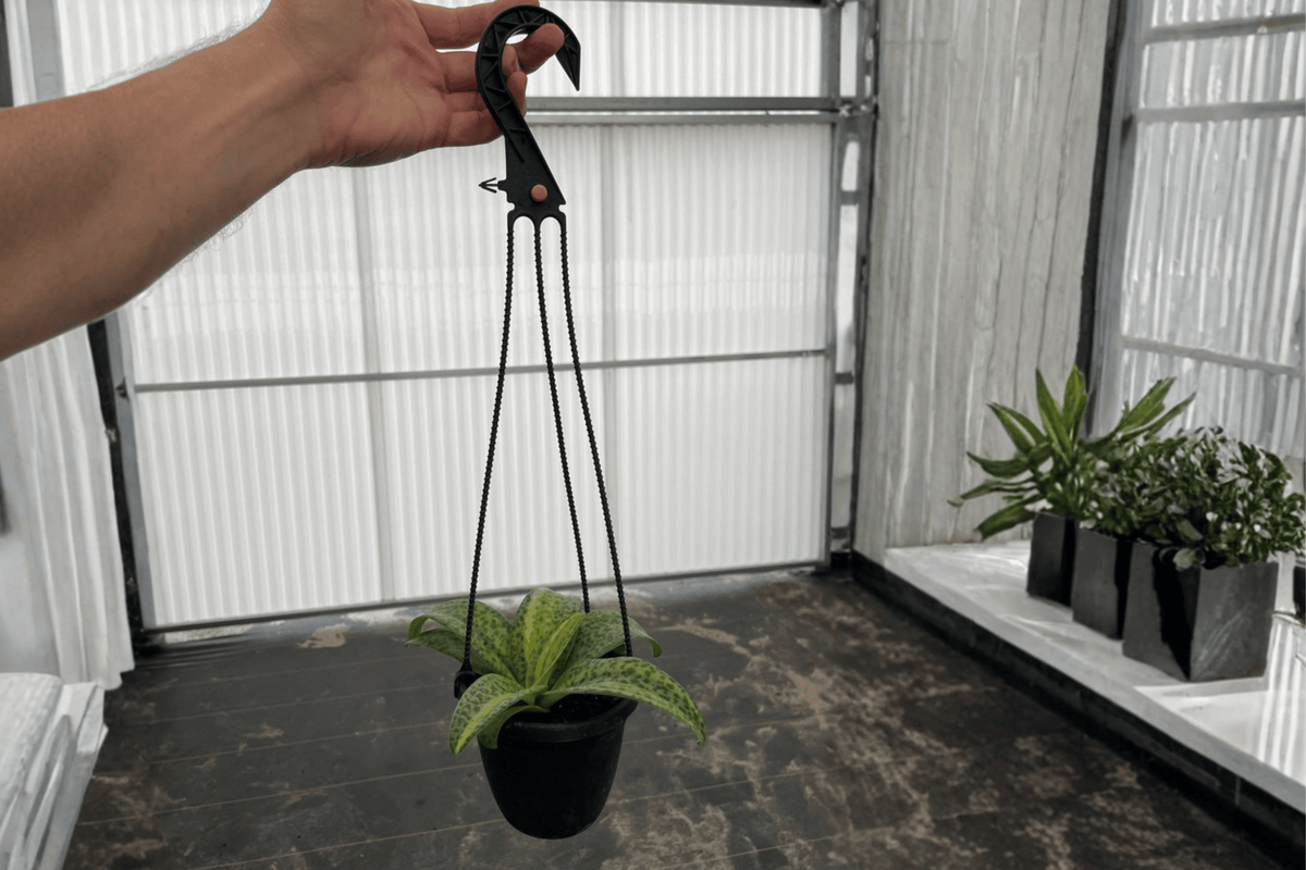 Ledebouria socialis Variegated Leopard Lily – 2 Live Plants in 4-Inch Hanging Baskets