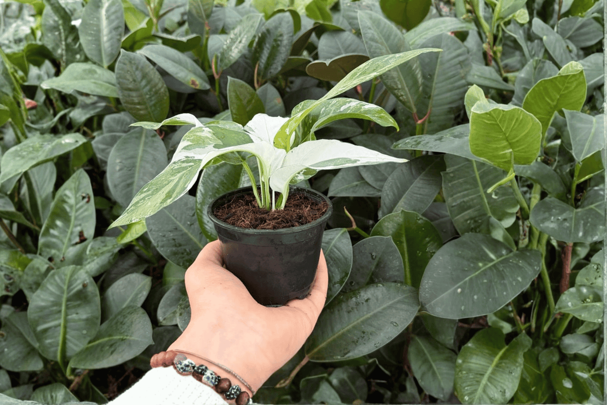 Epipremnum Pinnatum Albo - 2 Bare Root Live Plants, 4-Inch Pot Size (Exact Plants)