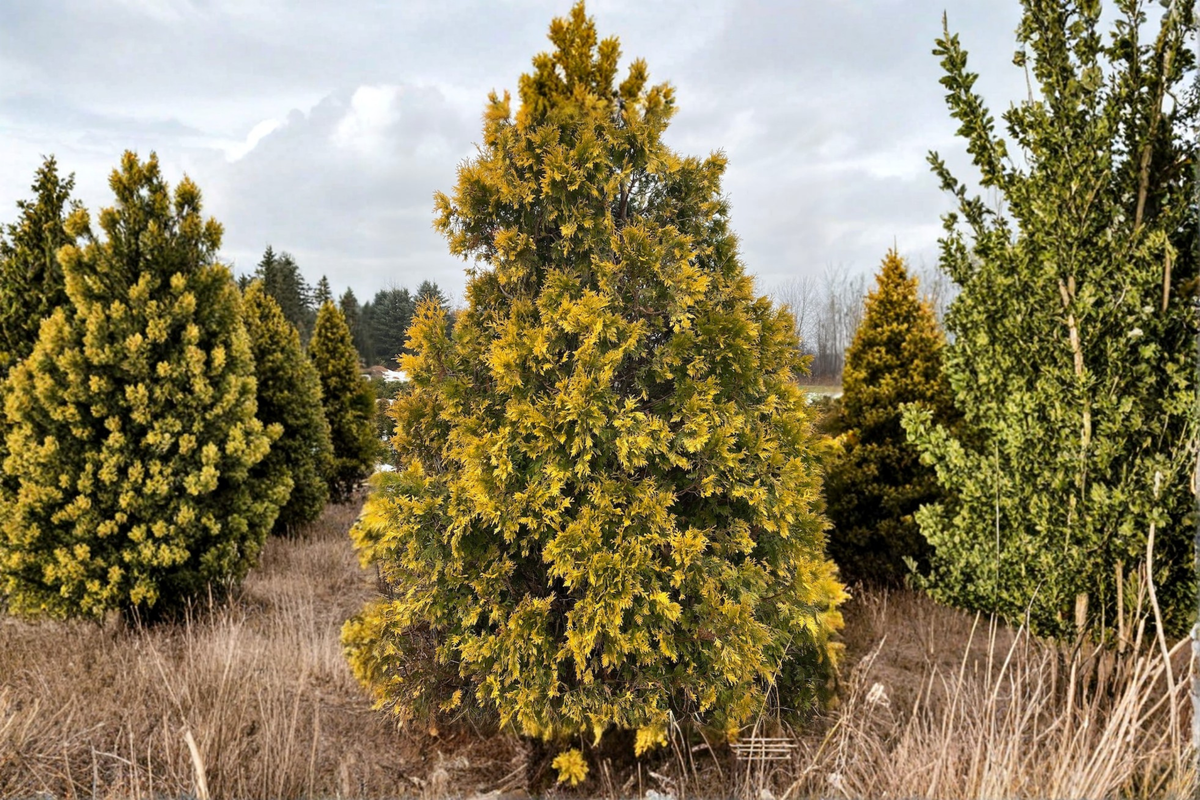 Sunkist Arborvitae Thuja occidentalis ‘Sunkist’ - Quart Pot Live Plant
