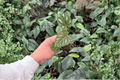 Cissus discolor Rex Begonia Vine Starter Plants (2) - Bare Root