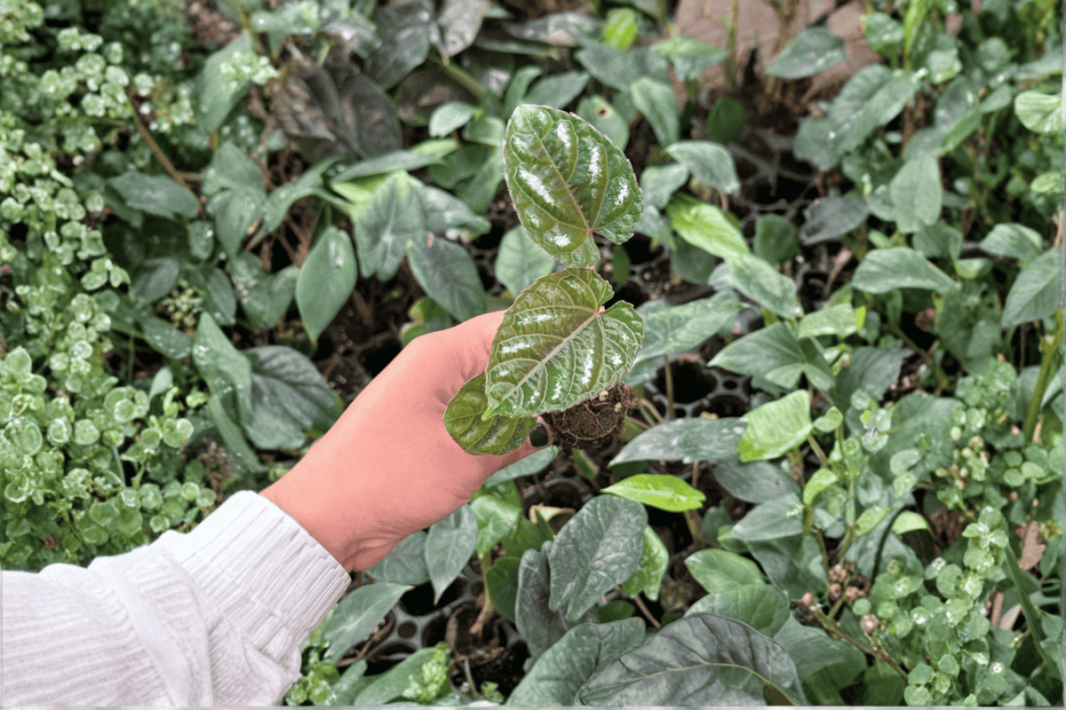Cissus discolor Rex Begonia Vine Starter Plants (2) - Bare Root