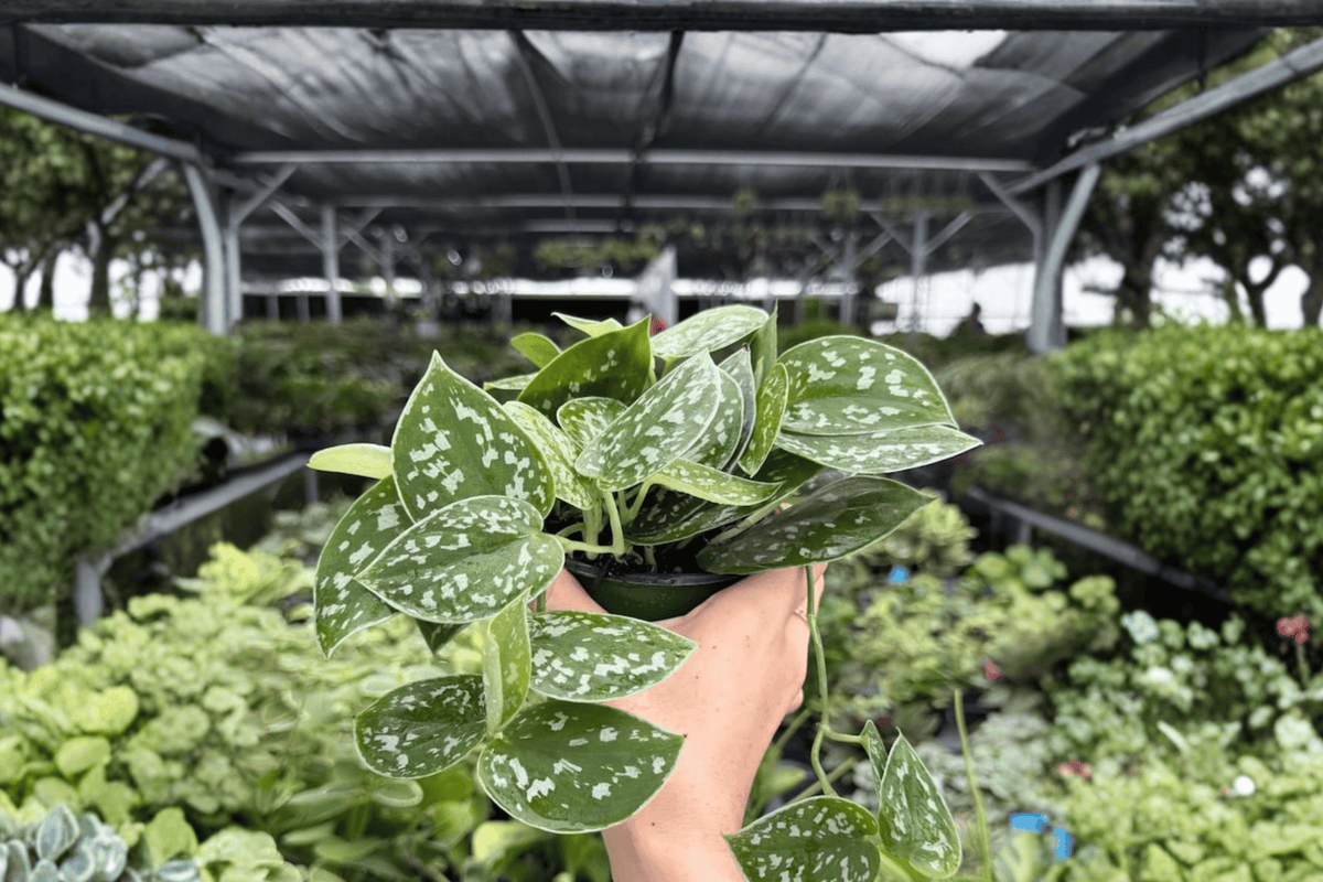 Scindapsus Silvery Ann - 2 Live Plants in 4-Inch Pots | Potted Cuttings
