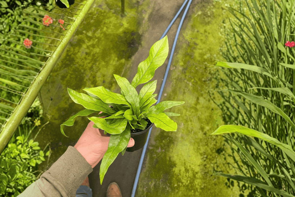 Crocodile Fern Microsorum musifolium ‘Crocodyllus’ – 2 Live Plants in 4-Inch Pots