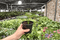 Alocasia 'Silver Wings' Live Plants (2) - 4-Inch Pots | Silver Dragon × Scalprum