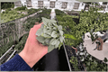 Peperomia Napoli Nights - 2 Live Plants in 4-Inch Pots